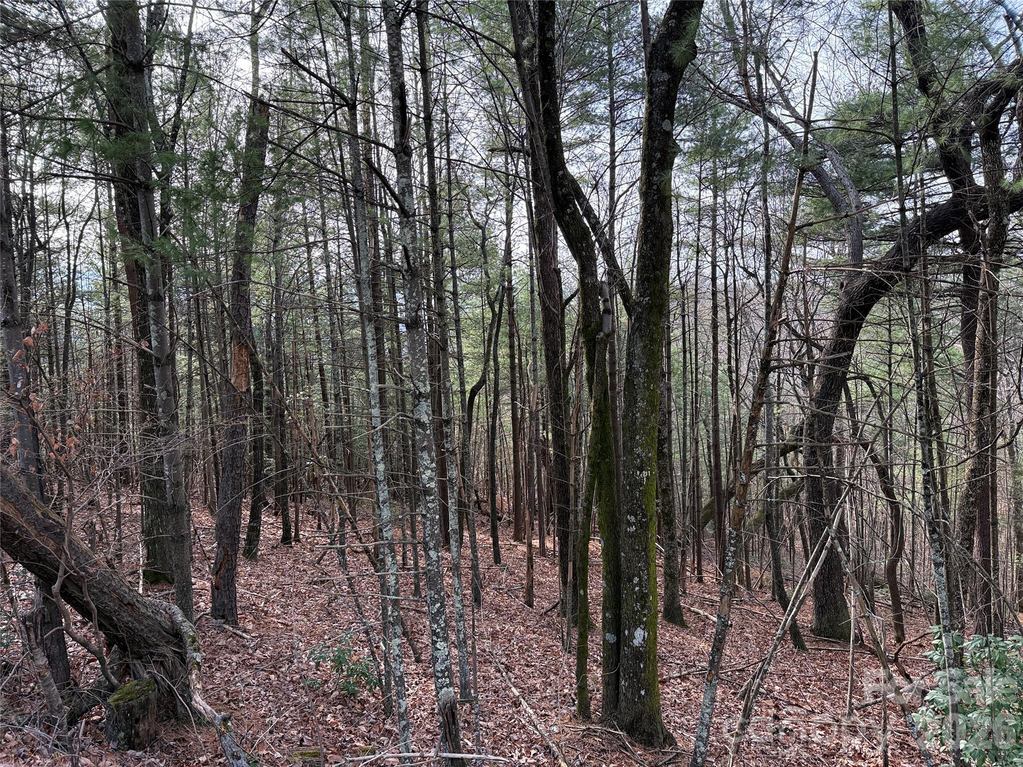 Buck Mountain - Land