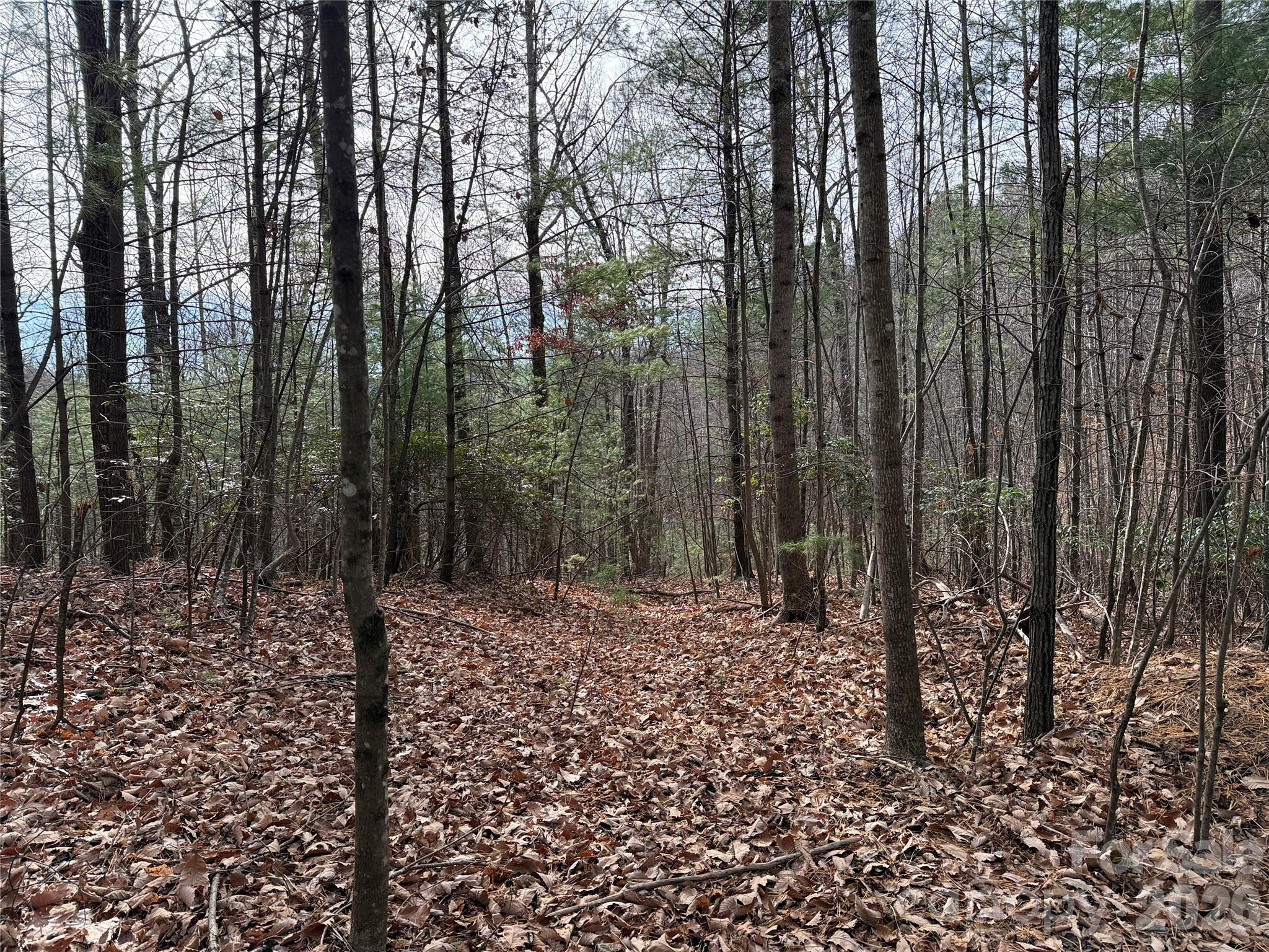 Buck Mountain - Land