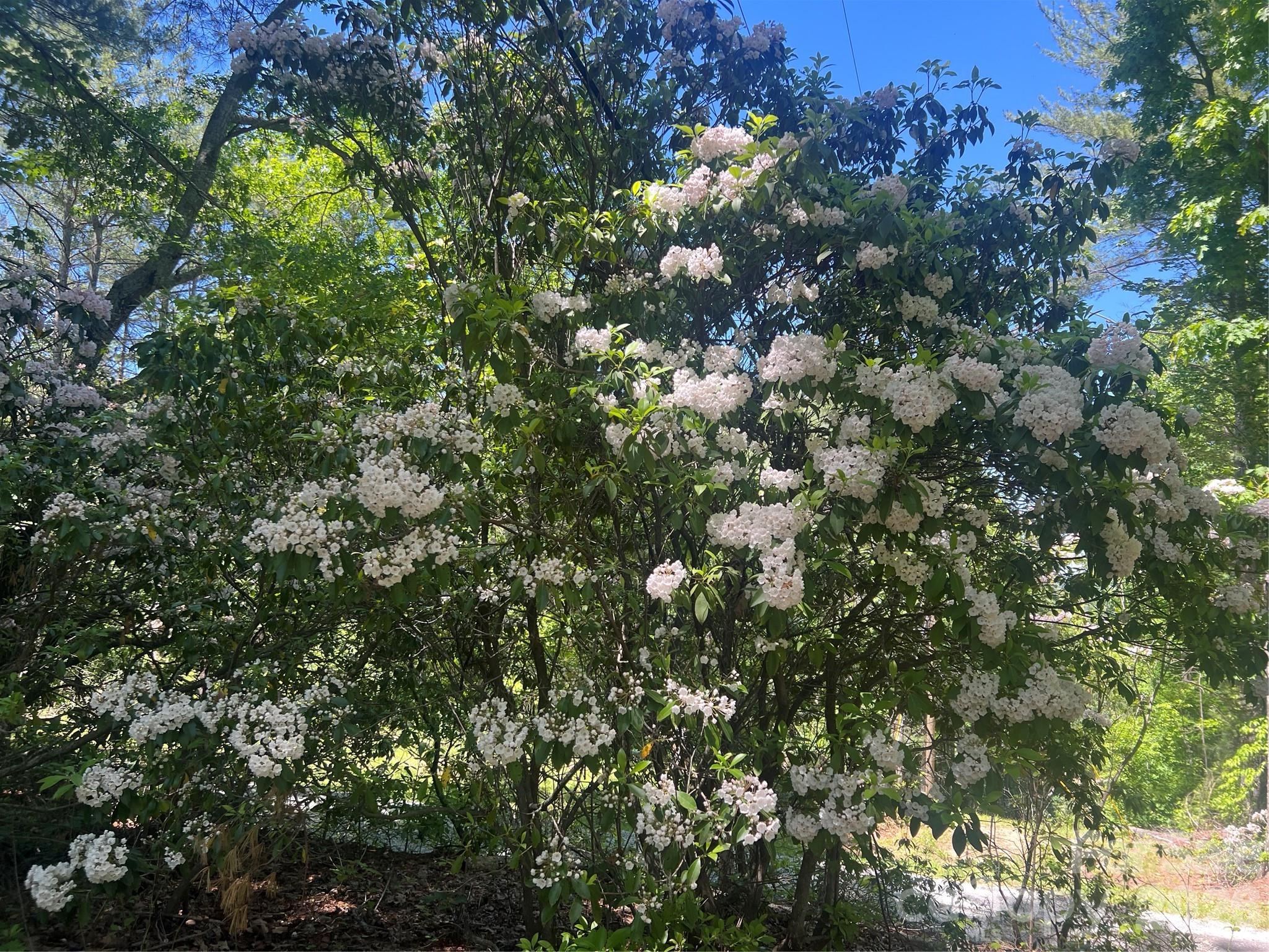 000 Mountain Laurel Lane