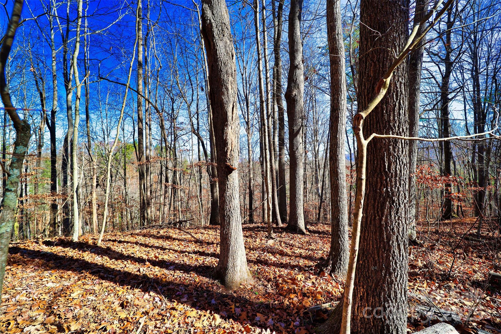 TBD Rockinghorse Trail Tract #3