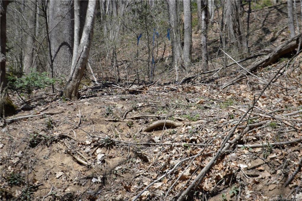 Sherwood Forest - Land