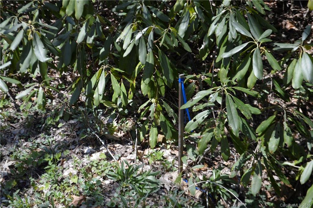 Sherwood Forest - Land