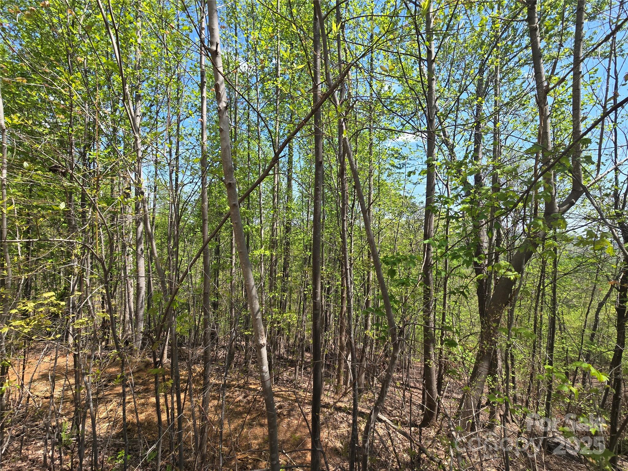 Rumbling Bald on Lake Lure - Land