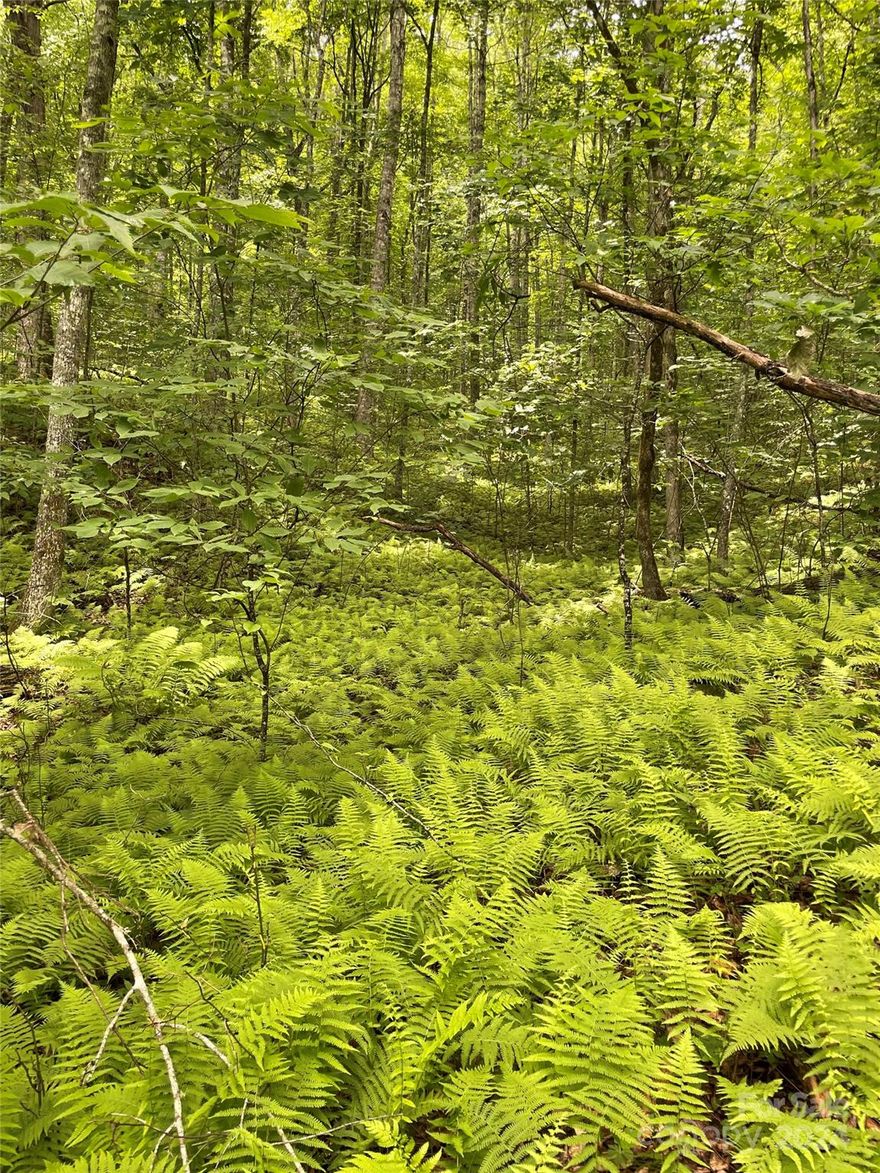 Wolf Creek, a gated community, offers an idyllic escape from the hustle and bustle of everyday life. As you enter  the gates of this hidden paradise, you will sense the serenity and privacy that Wolf Creek offers. 25 Rainbow Trout is situated amidst mature trees and an unspoiled natural landscape that's just waiting to become the backdrop of your dream home.  At the heart of this community is the serene Wolf Creek Lake. Envision leisurely strolls along the lake's edge, a peaceful paddle, a picnic on its banks, or just soaking in the sun's warmth from your own backyard. As dusk falls, entertain your guests with the gentle sounds of nature as your background music. Then, when night falls, find yourself immersed in a stargazing paradise, unspoiled by city lights. This 4-acre lot offers more than just a place to build a home; it offers an opportunity to build a lifestyle that offers peace, privacy, and unparalleled access to nature's splendors.