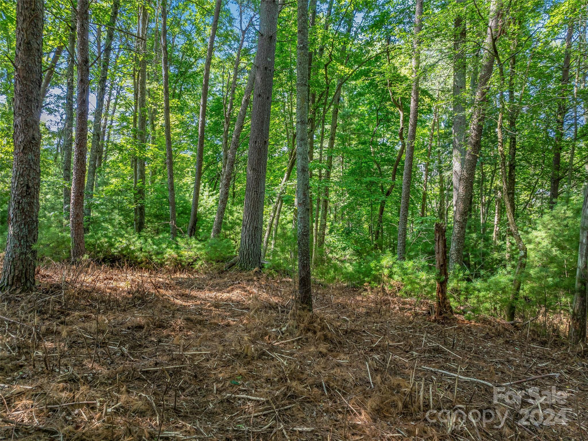 Ramble Biltmore Forest - Land