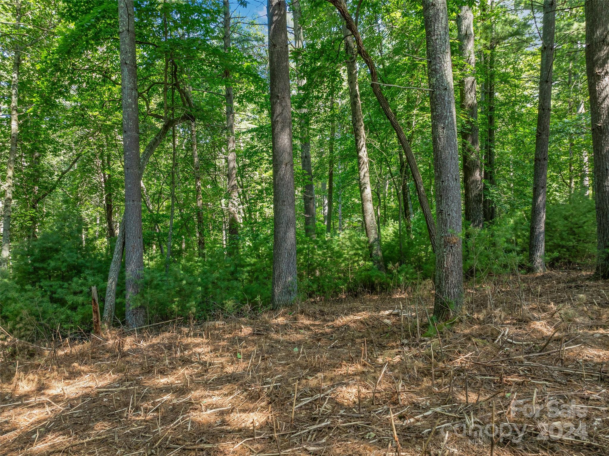 Ramble Biltmore Forest - Land