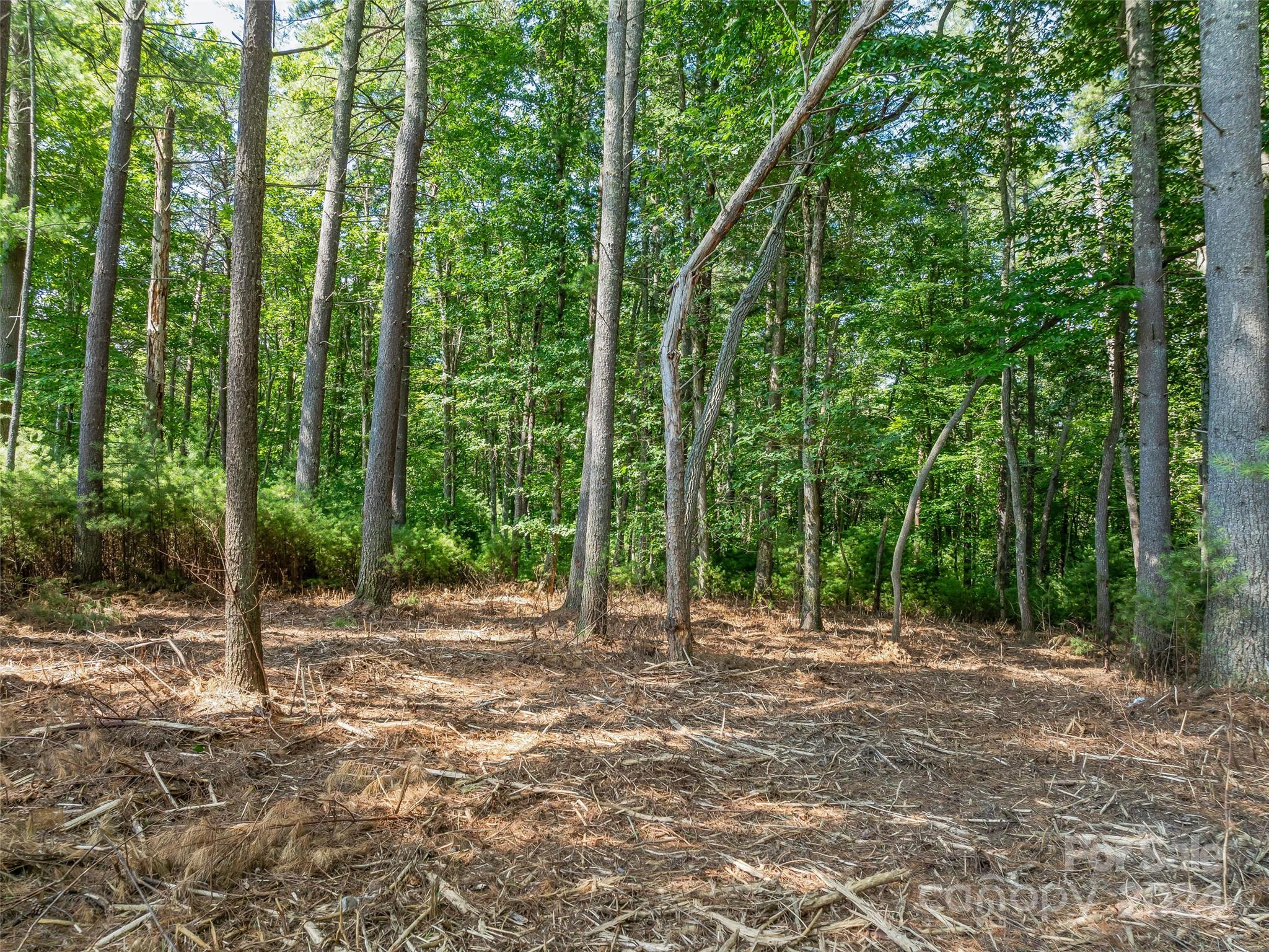 Ramble Biltmore Forest - Land