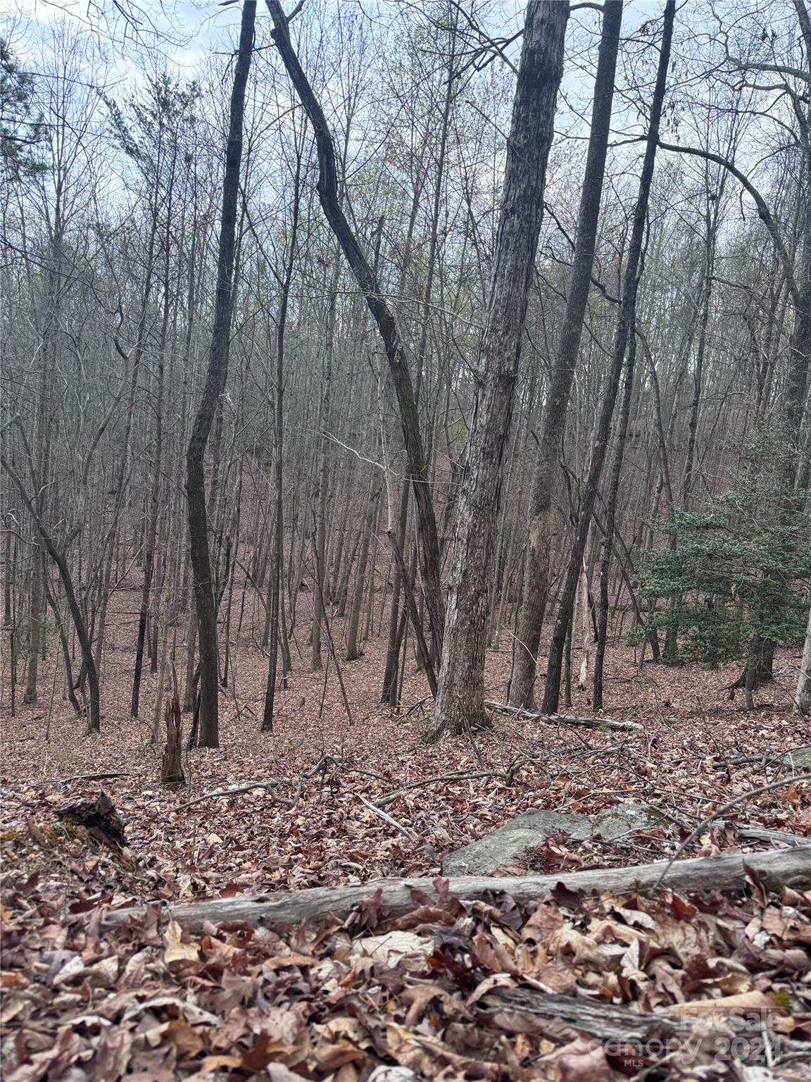 Rumbling Bald on Lake Lure - Land