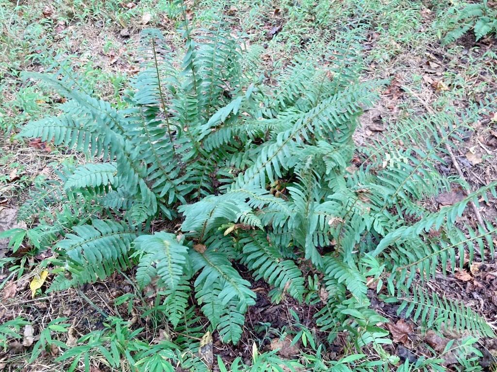 Barbers Creek - Land