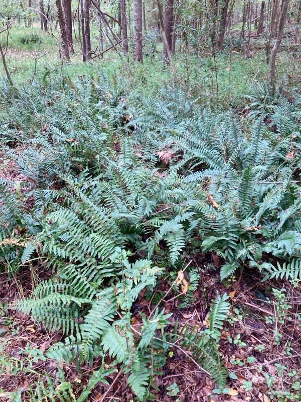 Barbers Creek - Land