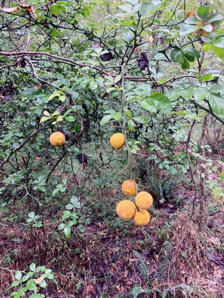 Barbers Creek - Land