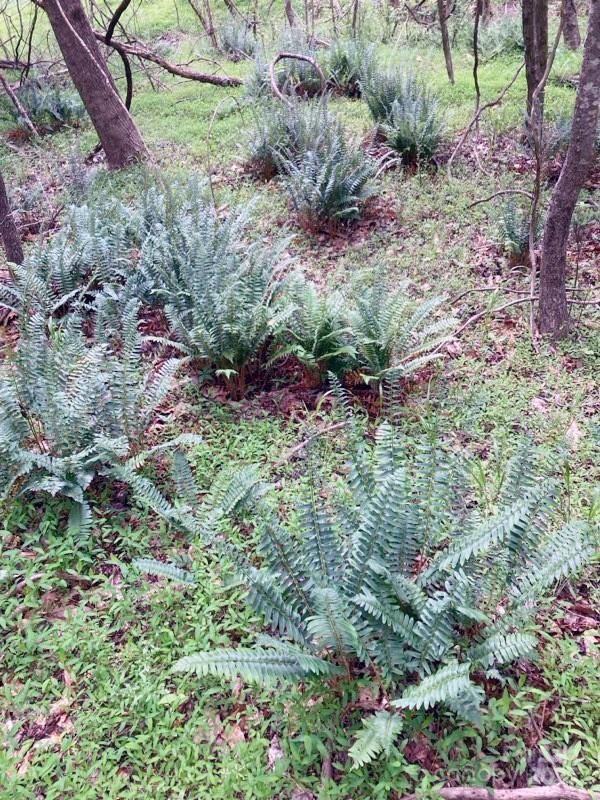 Barbers Creek - Land