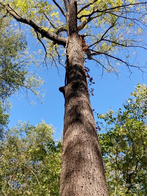 Lot #7 Winnie Hole Lane 7