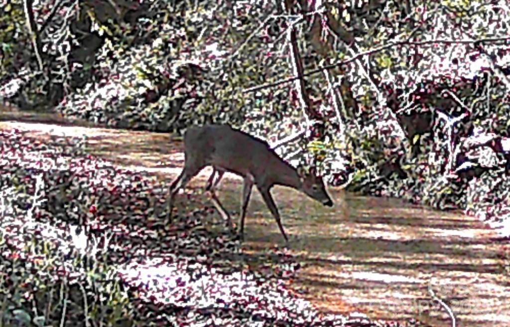 Barbers Creek - Land