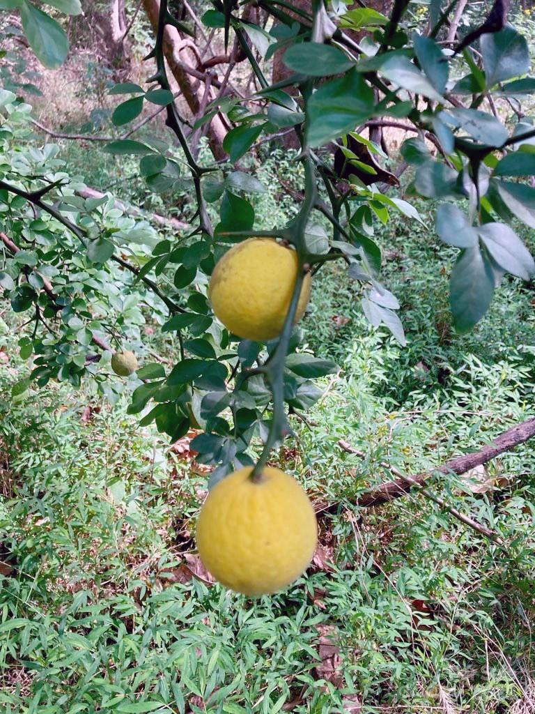 Barbers Creek - Land