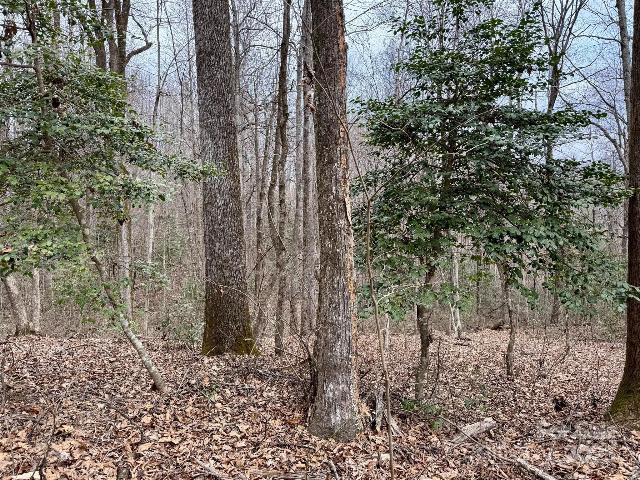 Orchard Mountain - Land