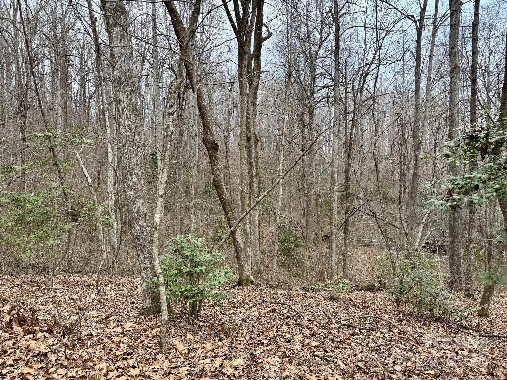 Orchard Mountain - Land