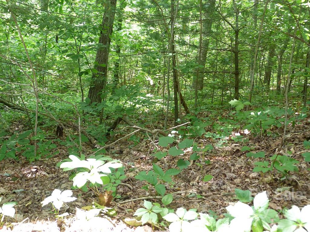 Champion Hills - Land