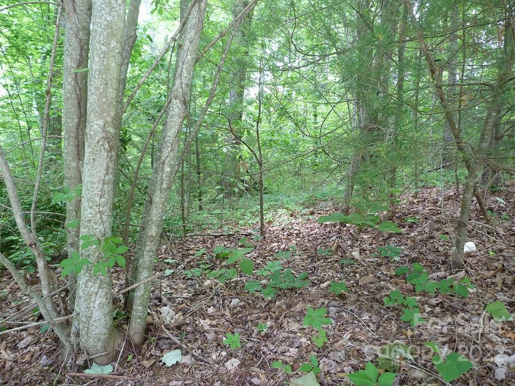 Champion Hills - Land