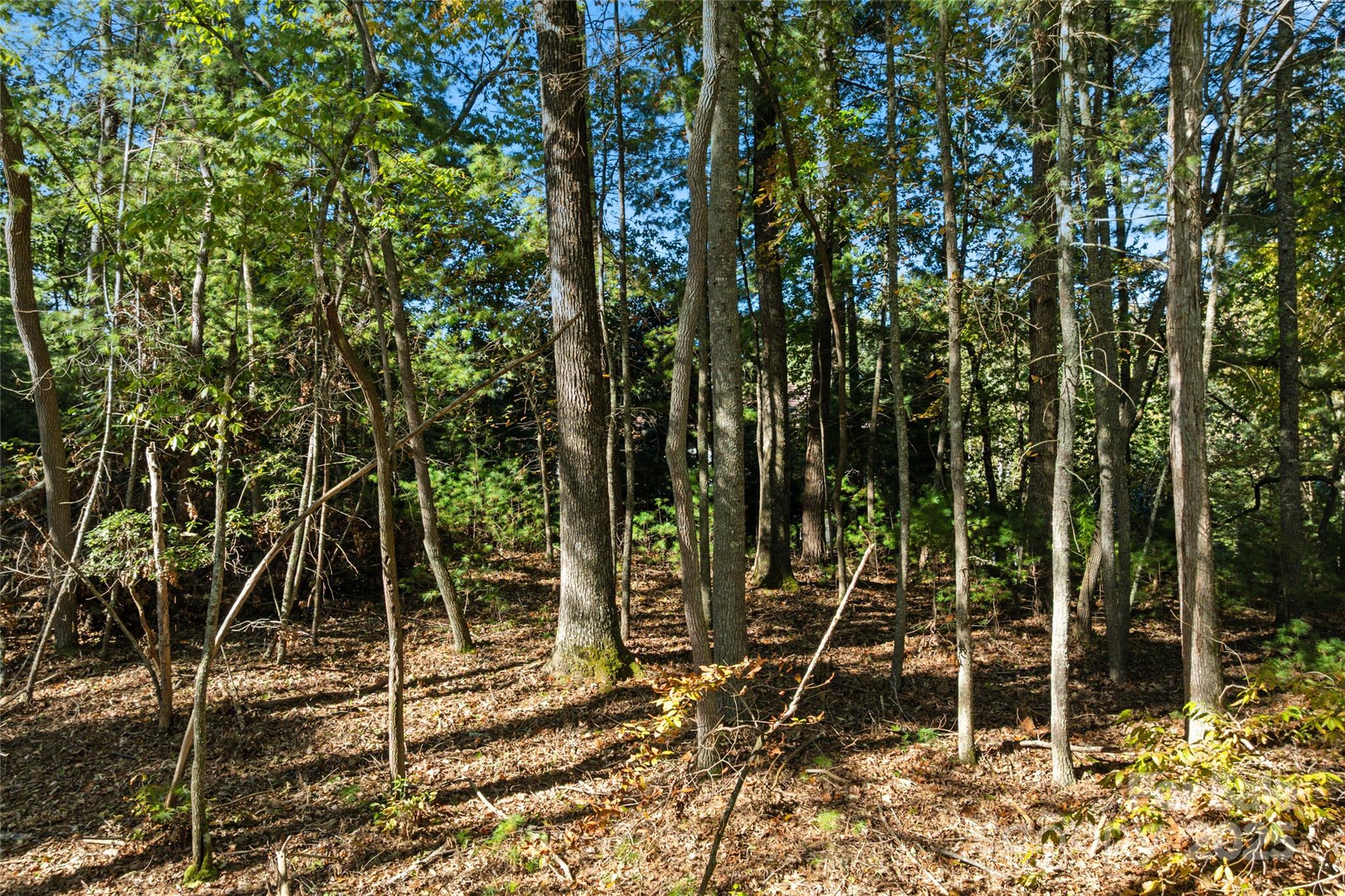 Biltmore Forest - Land