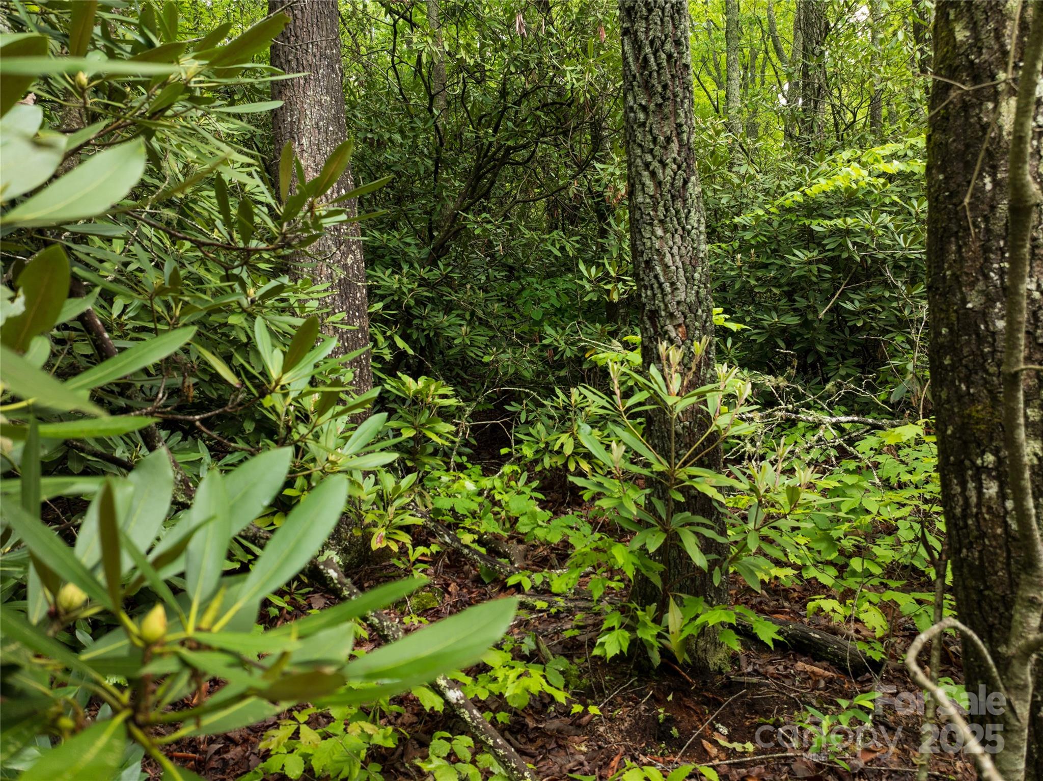 The Settings of Black Mountain - Land
