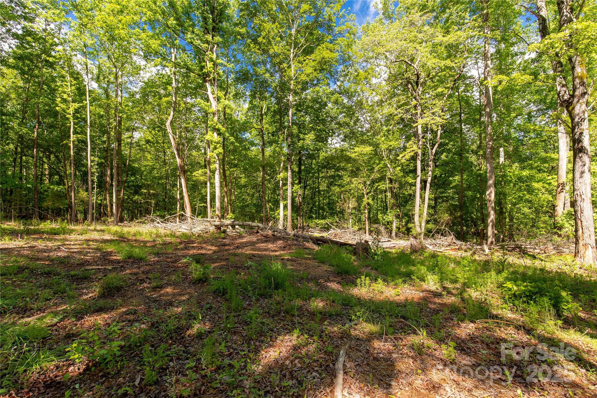 5212 Star Magnolia Court