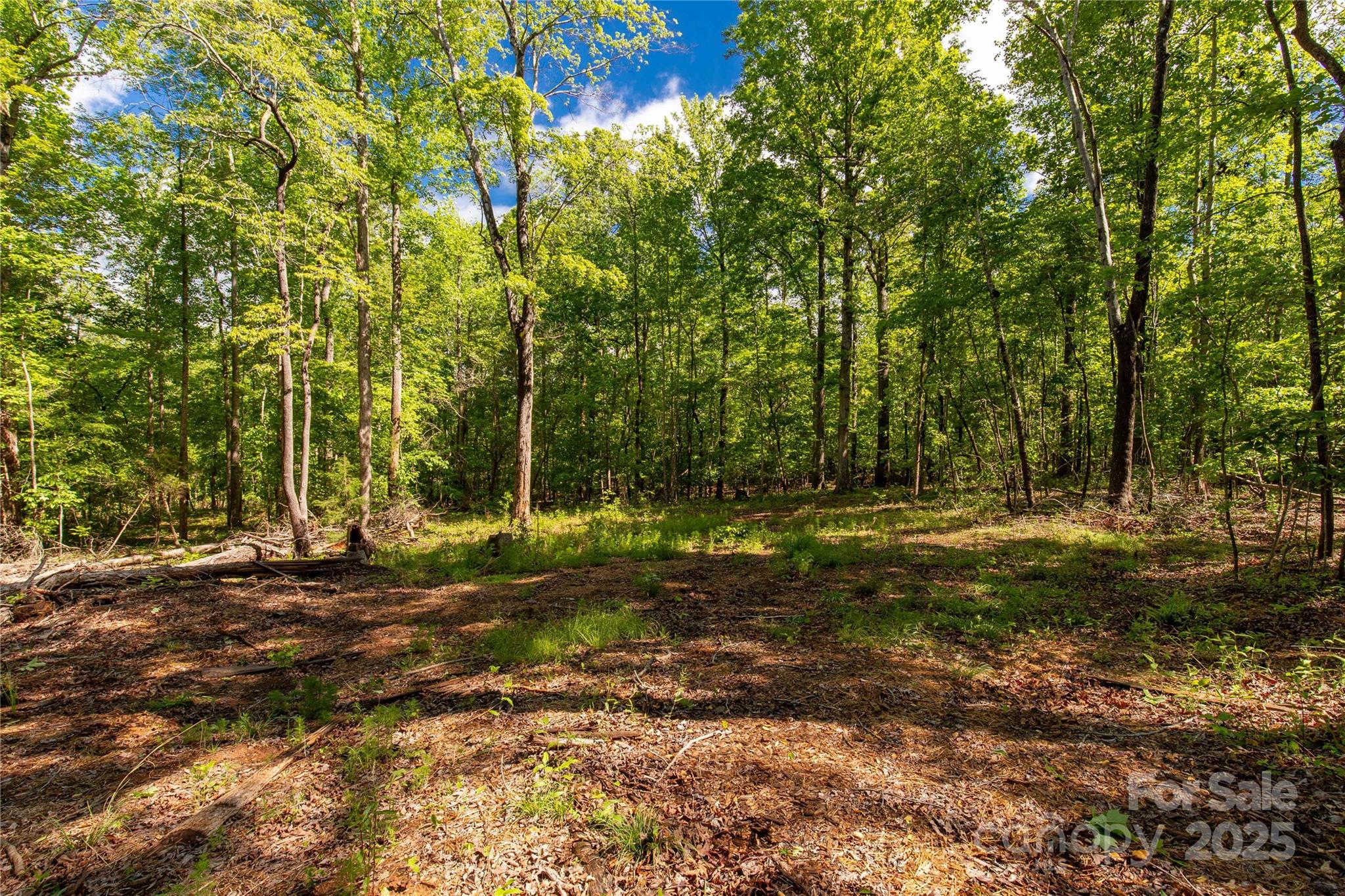 5212 Star Magnolia Court