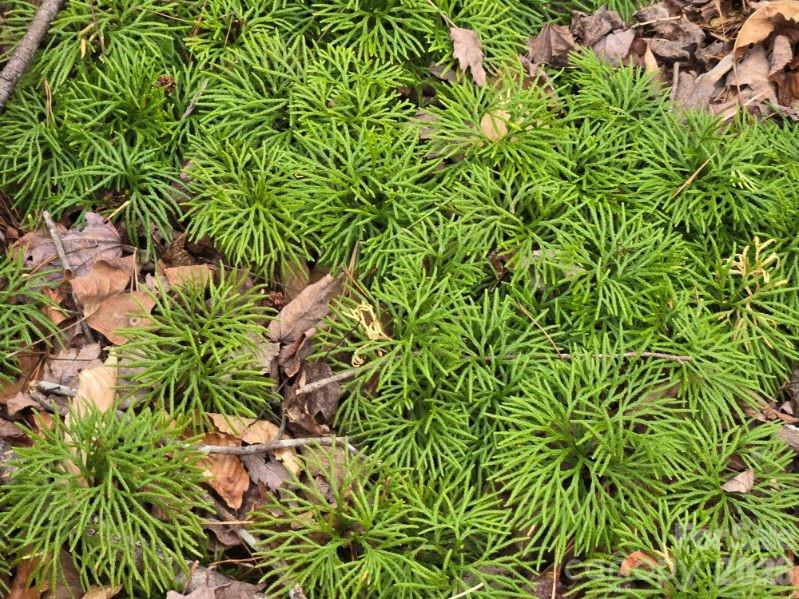 Riverbend at Lake Lure - Land