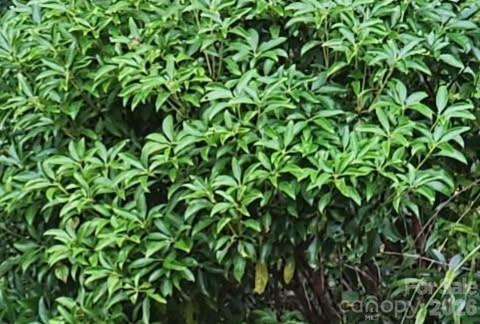 Riverbend at Lake Lure - Land