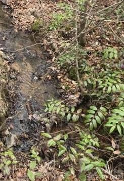 Riverbend at Lake Lure - Land