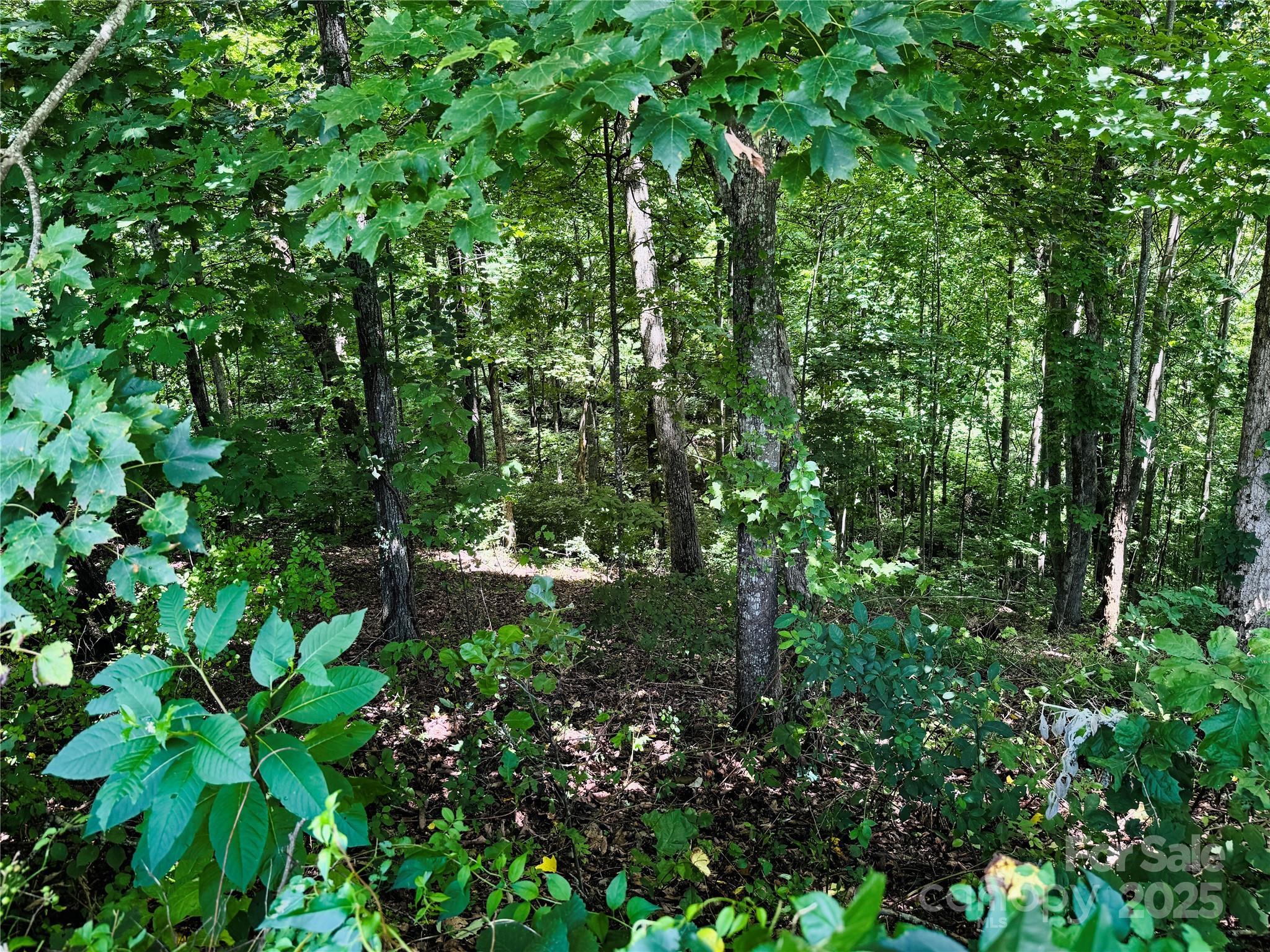 35 Ladys Fern Trail