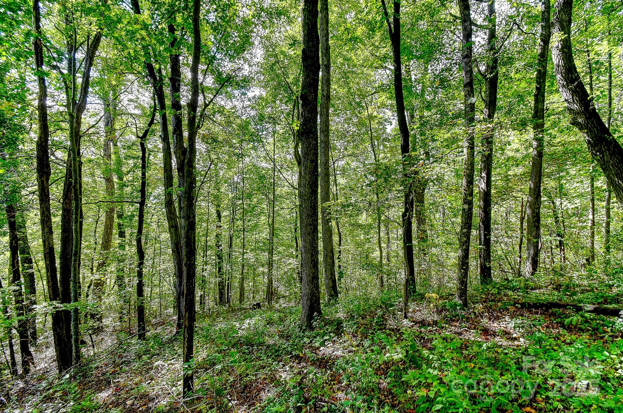 99999 Forest Brook Drive
