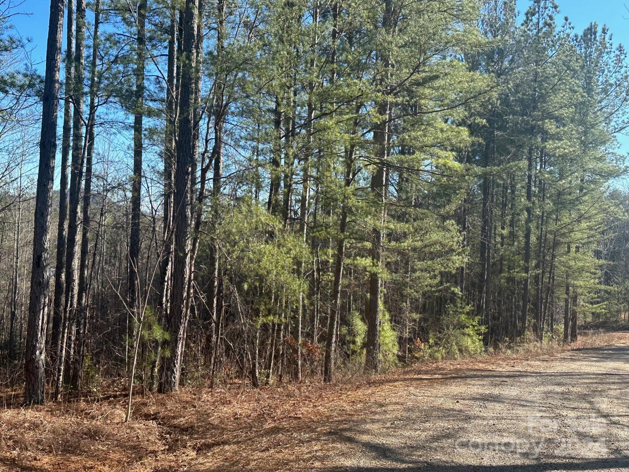 0000 Pine Cone Trail