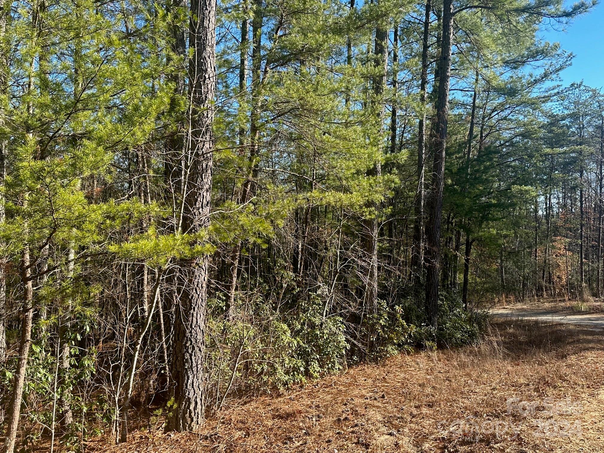 0000 Pine Cone Trail