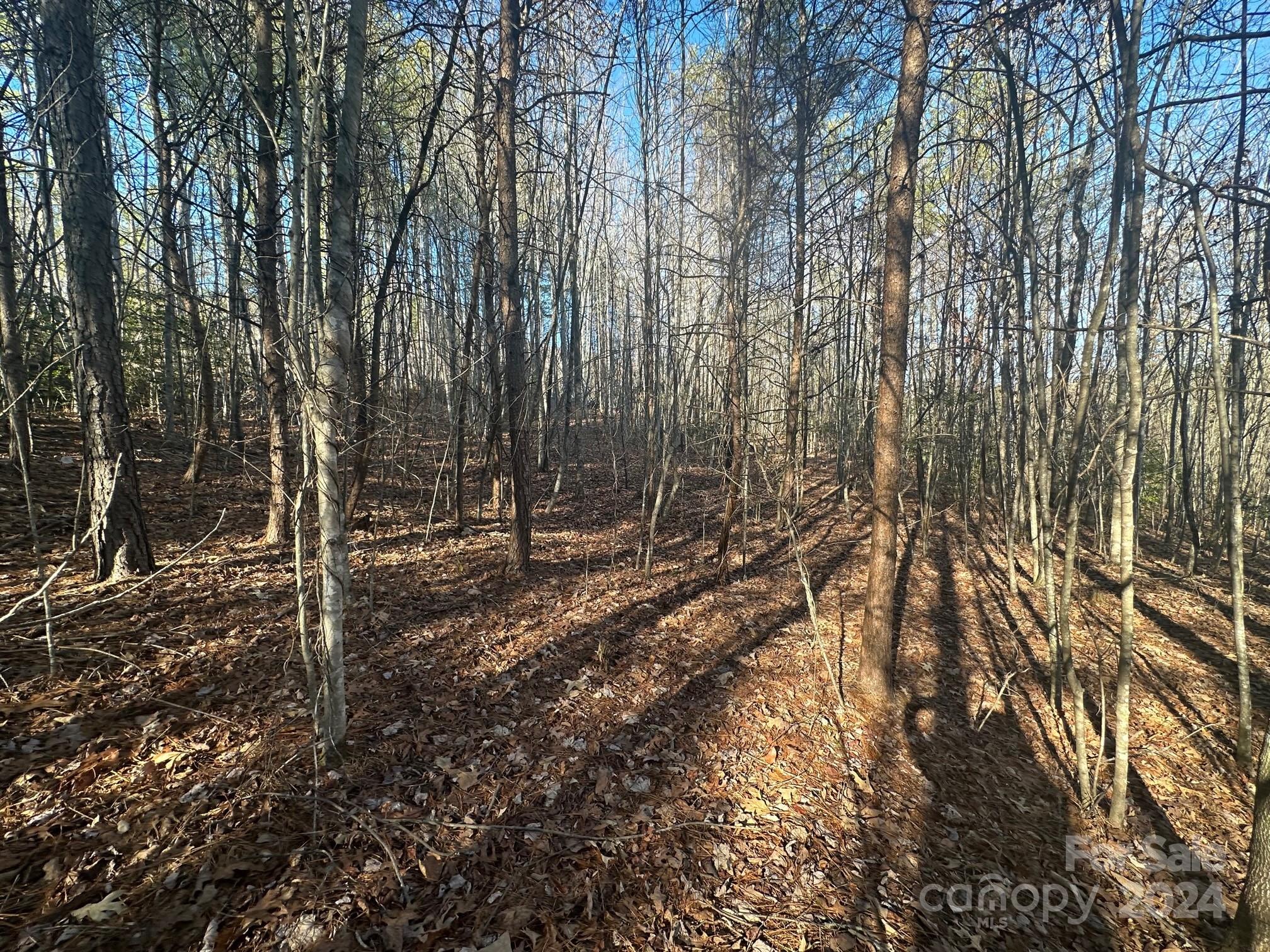 0000 Pine Cone Trail