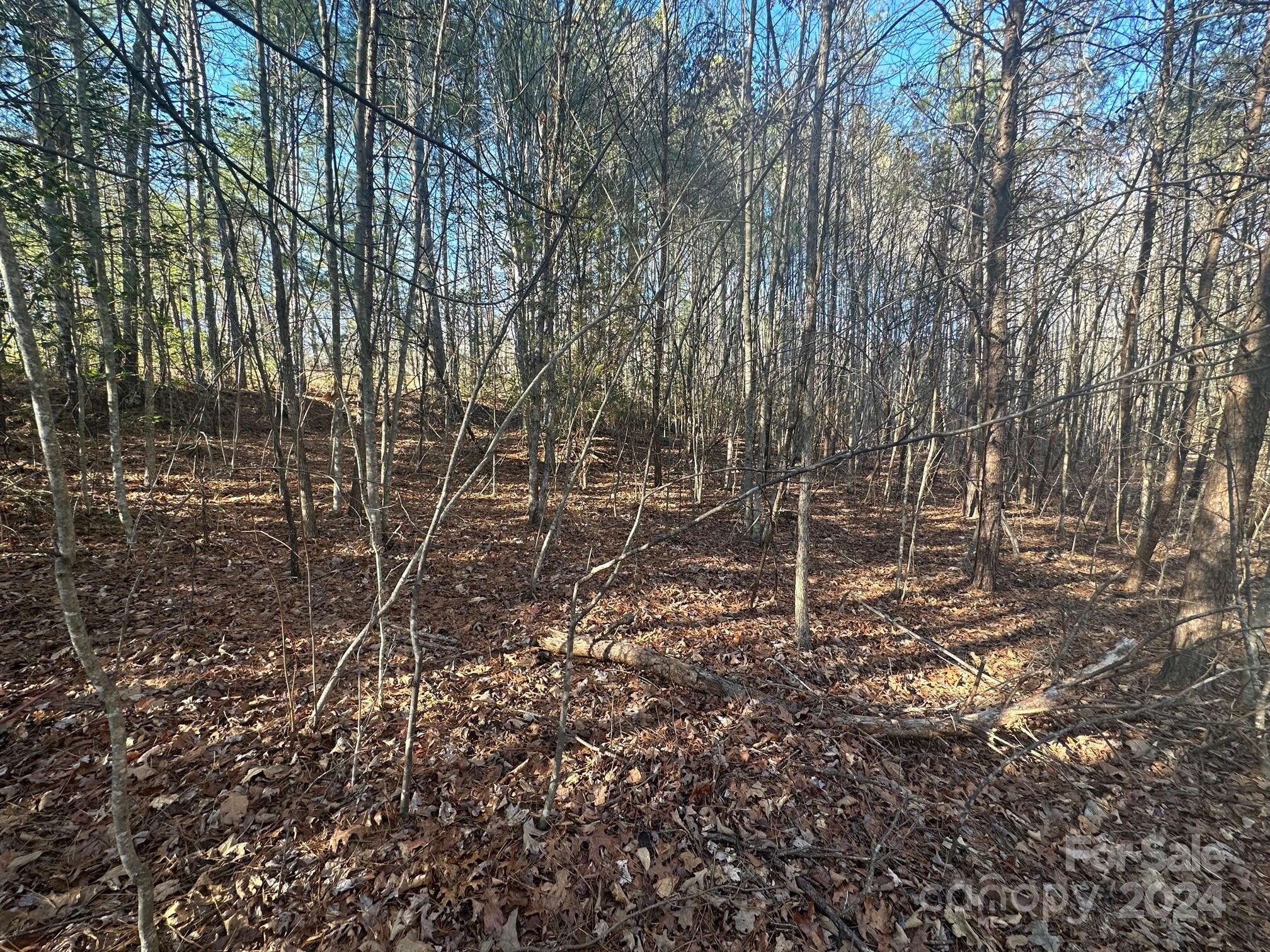 0000 Pine Cone Trail