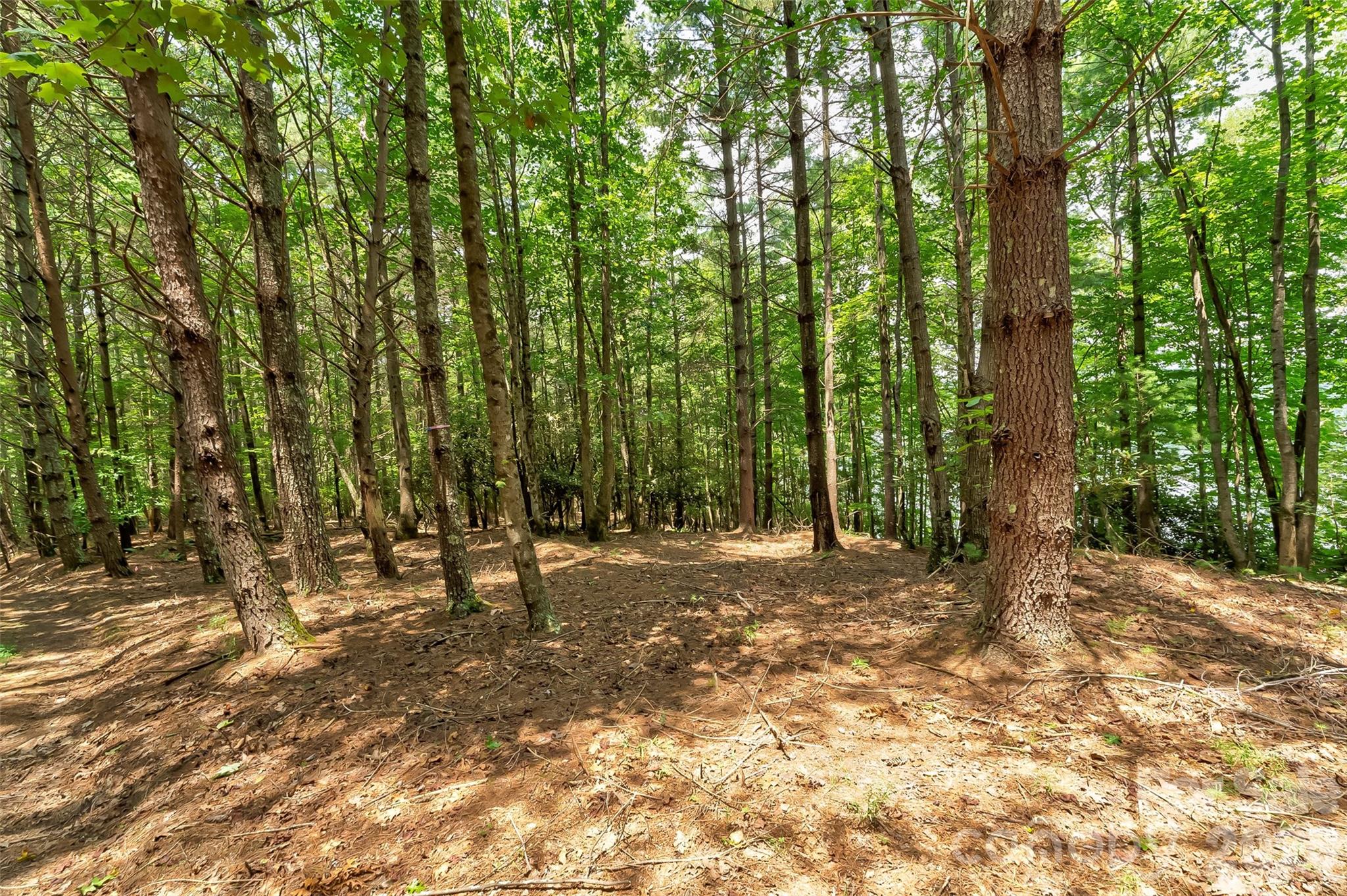 Old Wildlife Club - Land