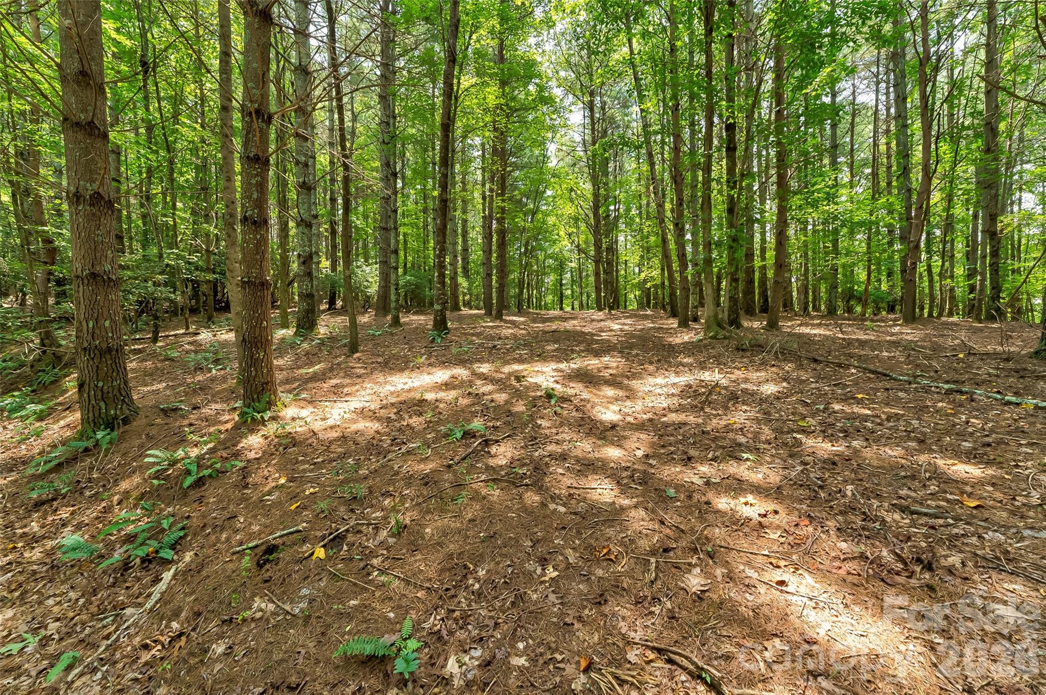 Old Wildlife Club - Land