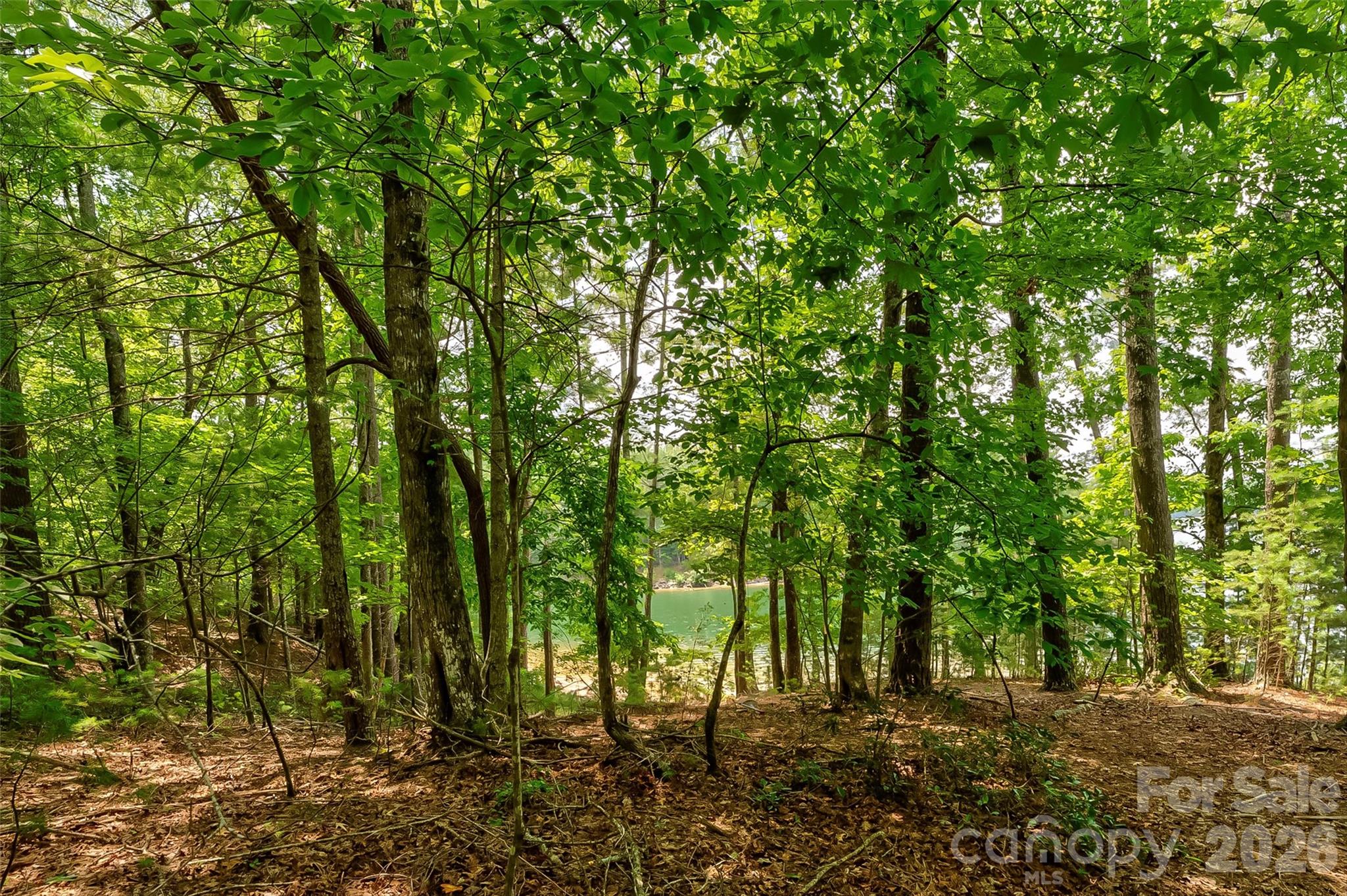 Old Wildlife Club - Land