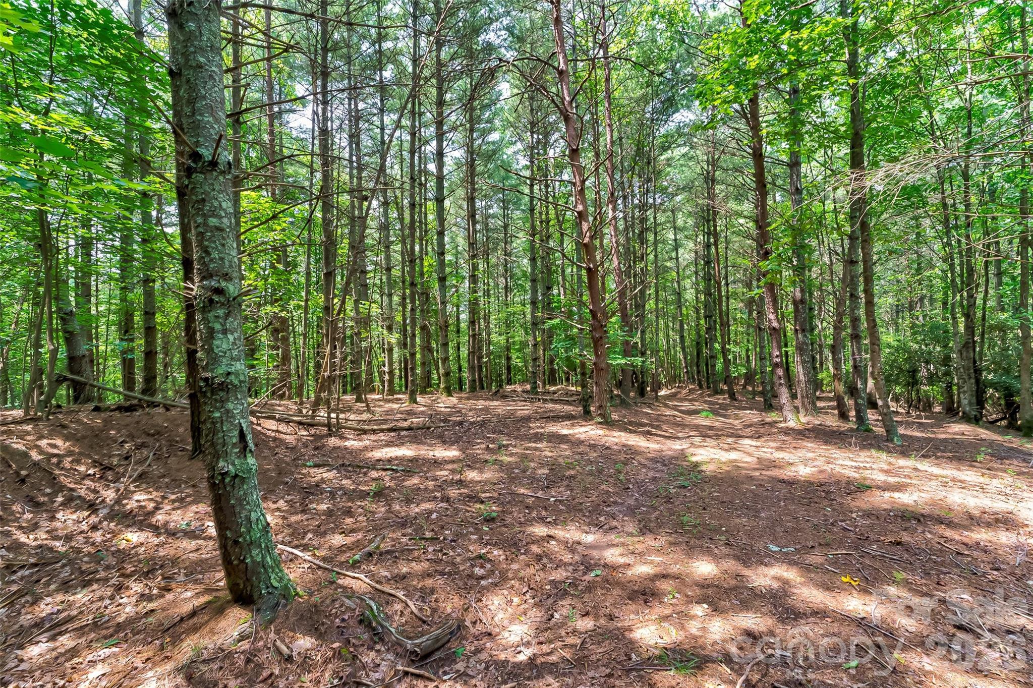 Old Wildlife Club - Land