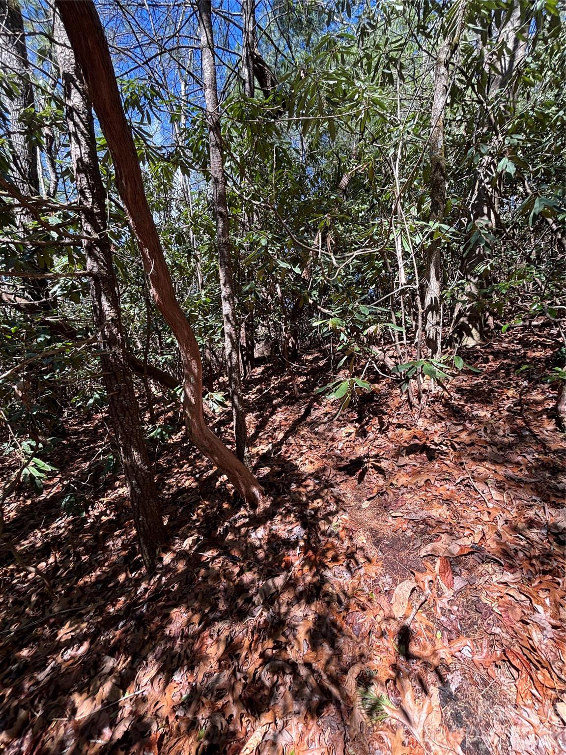 TBD Top of the Mountain Road