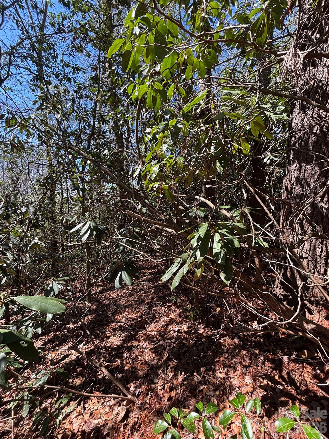 TBD Top of the Mountain Road