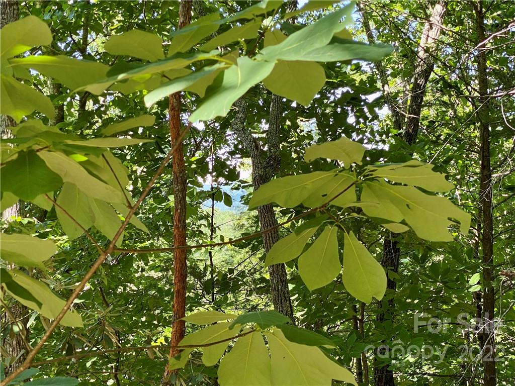 The Arbor at Lake James - Land