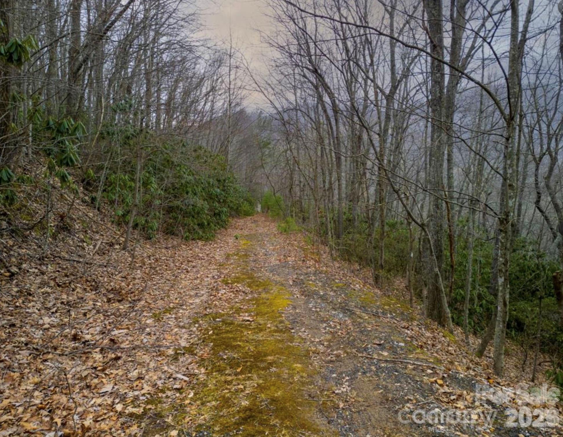 The Forest - Land