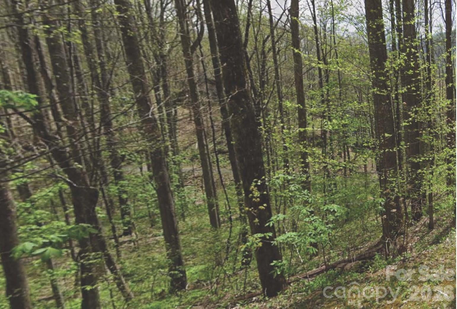 Balsam Forest - Land