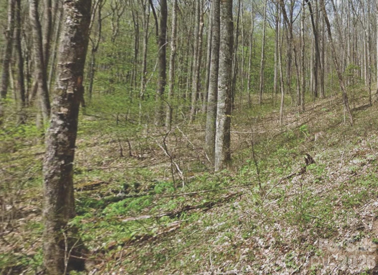Balsam Forest - Land