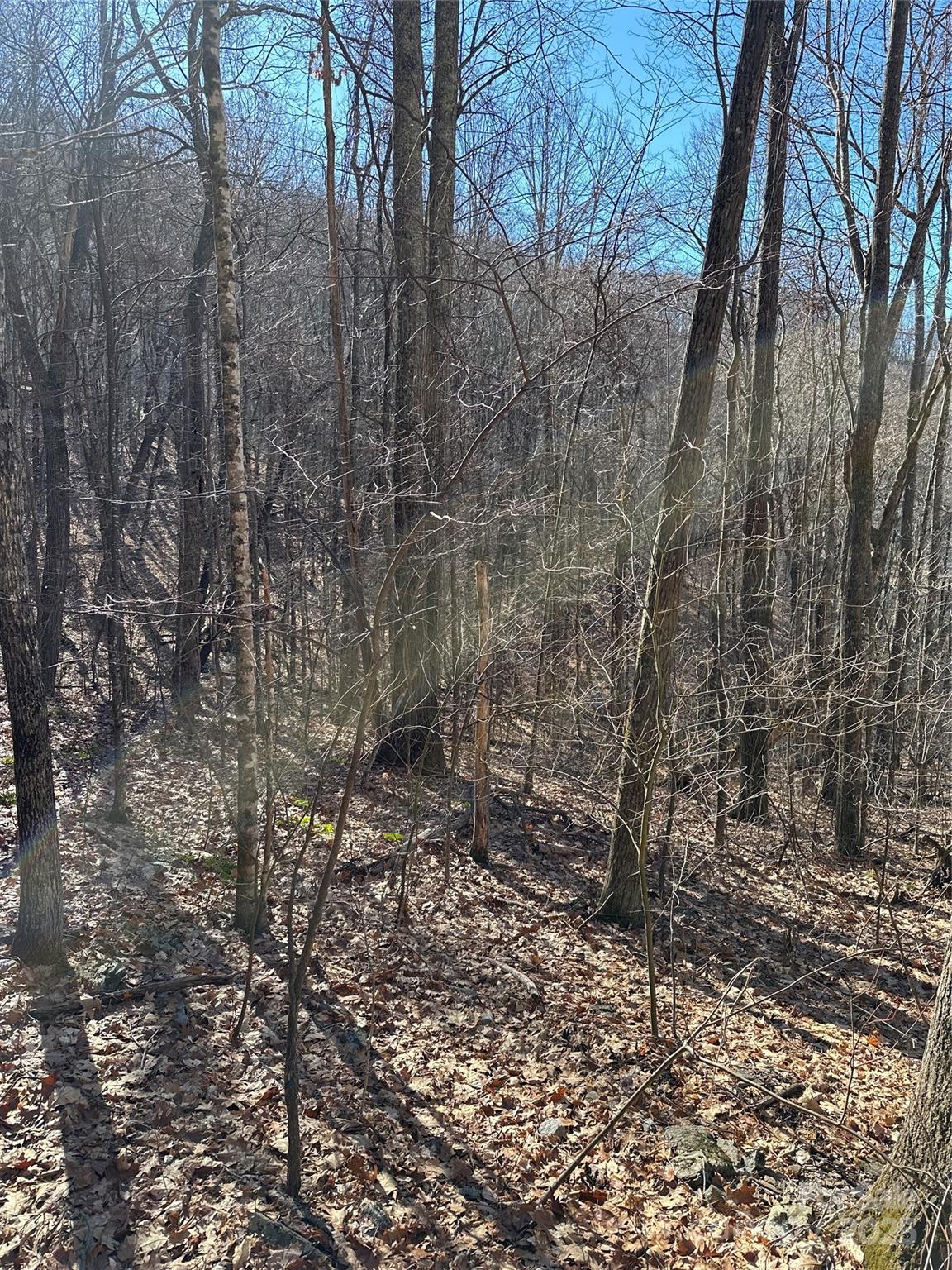 Highland Forest - Land