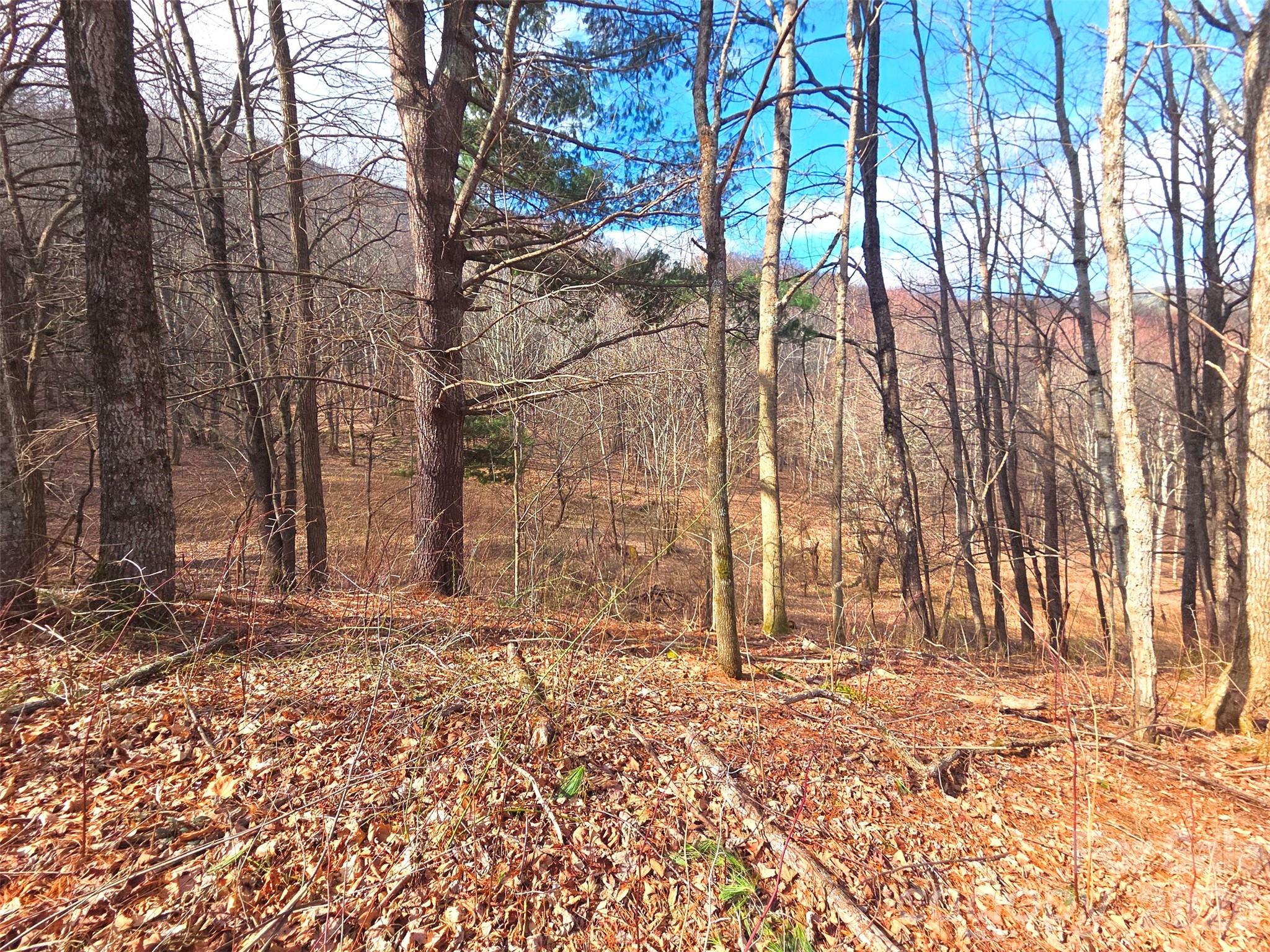 250 Rome Beauty Road TR5