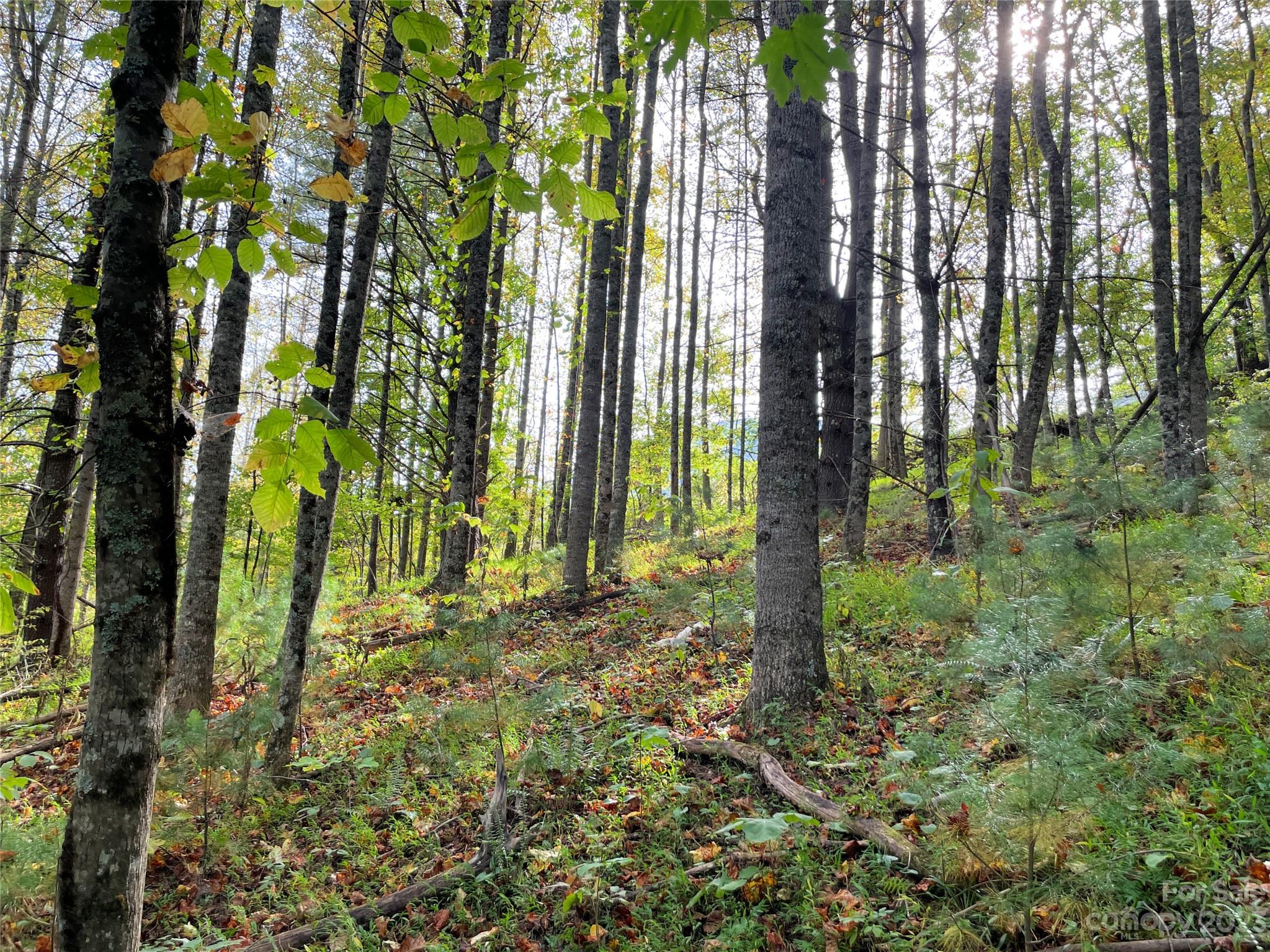 Moonshine Mountain - Land