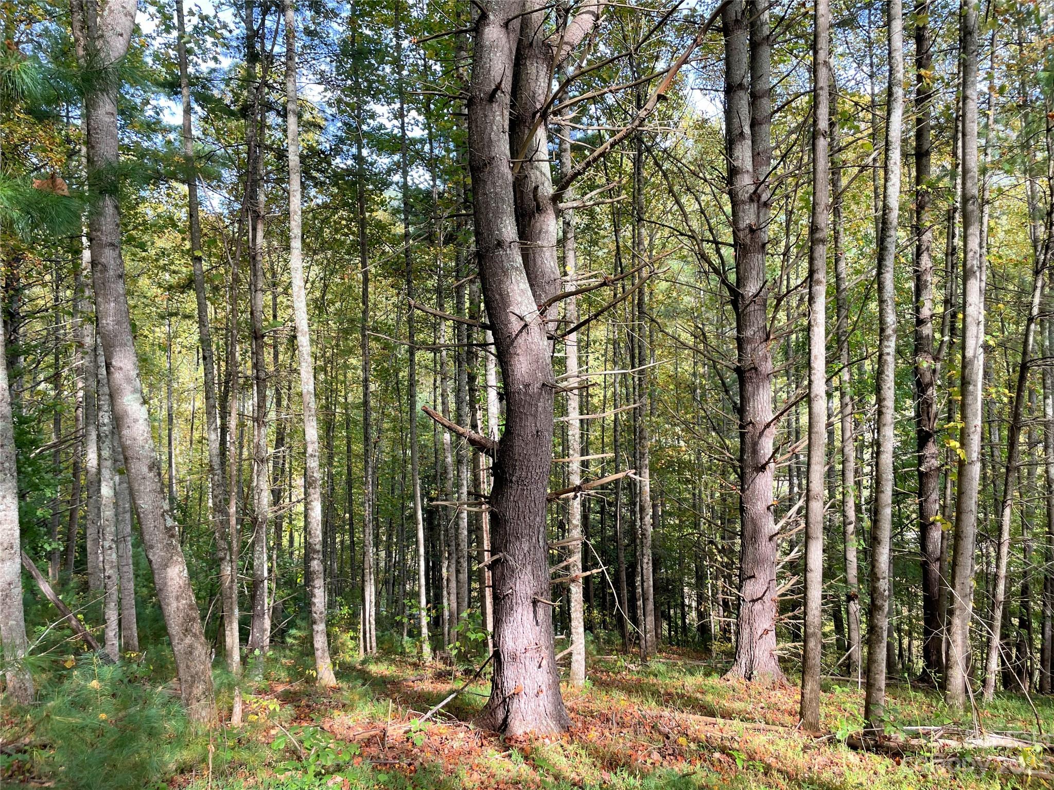 Moonshine Mountain - Land